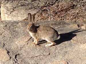 My rabbit friend